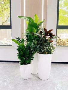 镇海花木租摆专业